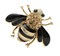 Брошь позолота, эмаль винтажная "Пчела" - фото 15702