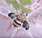 Брошь позолота, эмаль винтажная "Пчела" - фото 15705